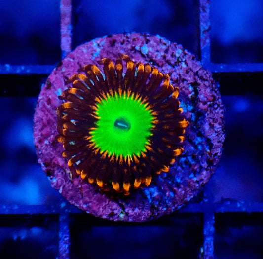 Candy Apple Orange Zoanthid WYSIWYG