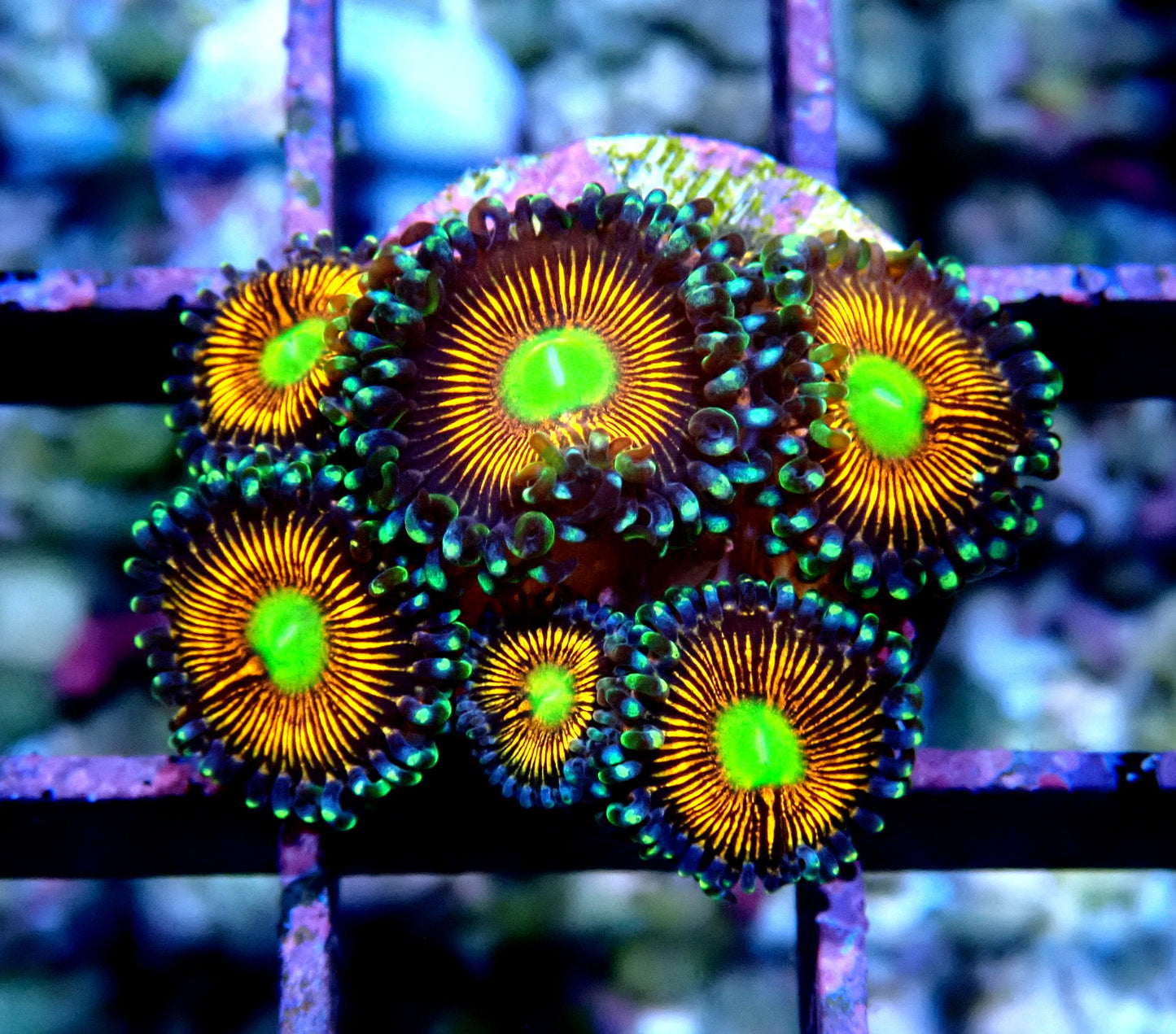 Gobstopper Zoanthid WYSIWYG