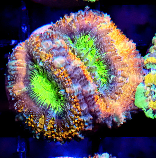 Acan (Micromussa) WYSIWYG