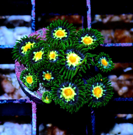 Pin wheel Zoanthid WYSIWYG