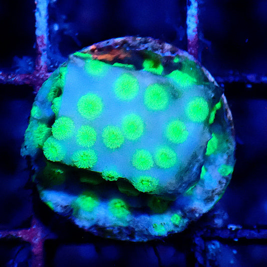 Green Eye Cyphastrea