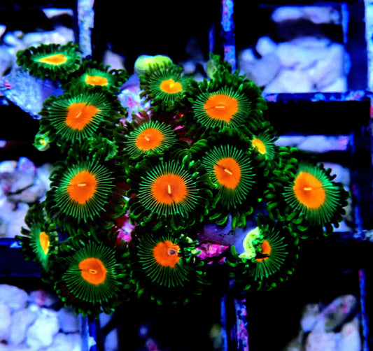 Radioactive Campfire Zoanthid WYSIWYG