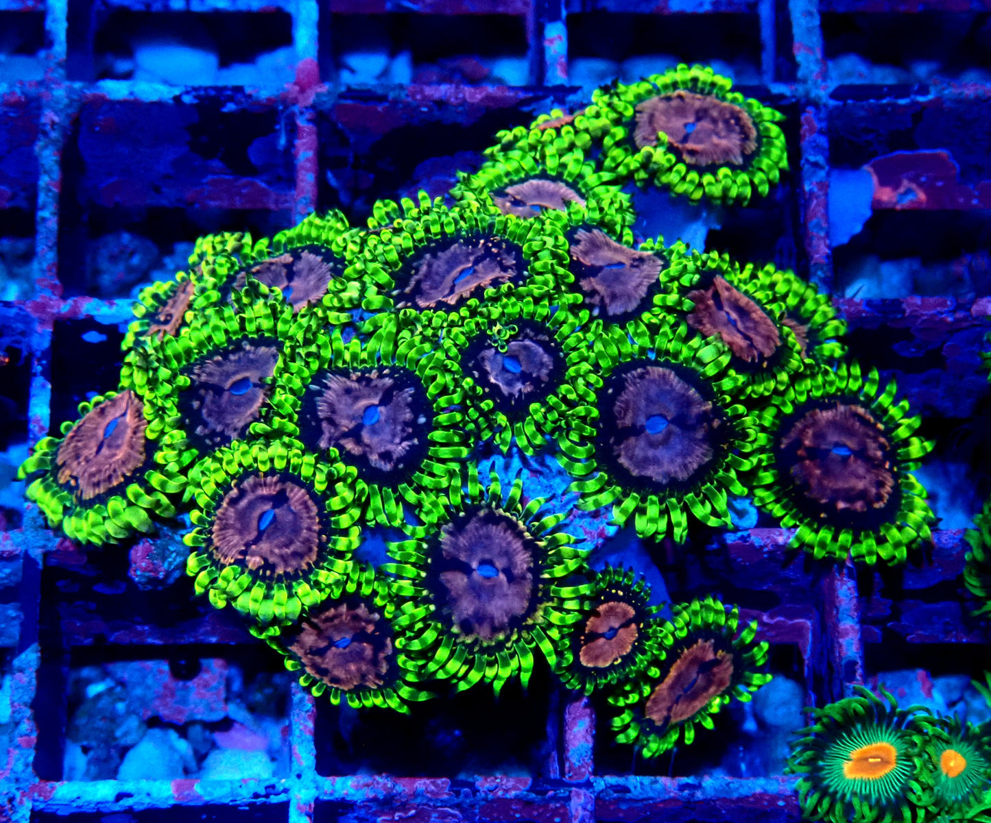 Purple Monster Zoanthid WYSIWYG