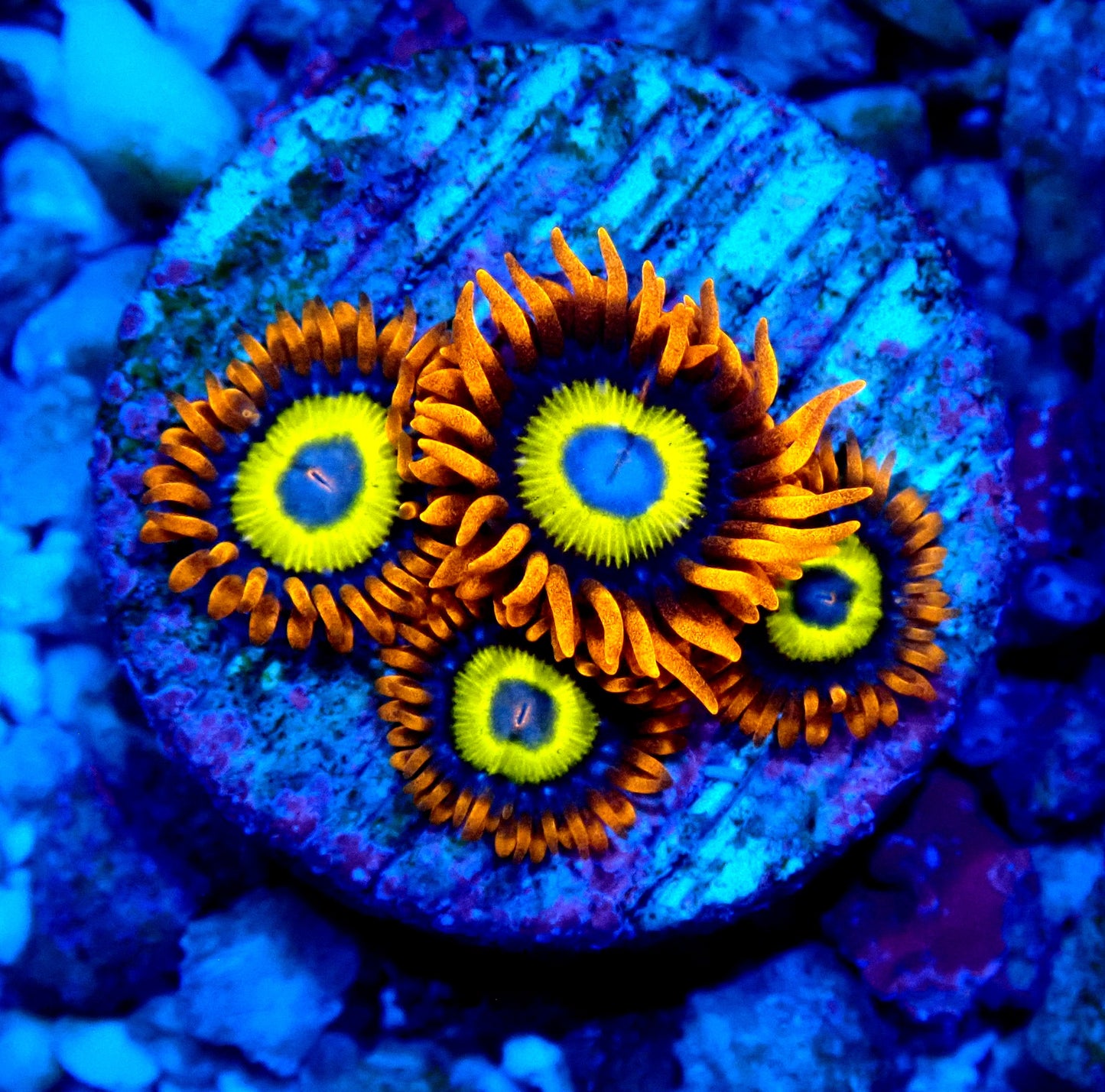 BBEB Zoanthid WYSIWYG
