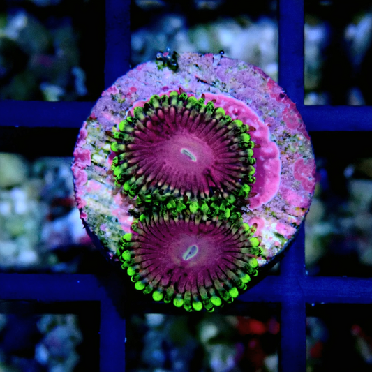 Pink Diamond Zoanthid WYSIWYG