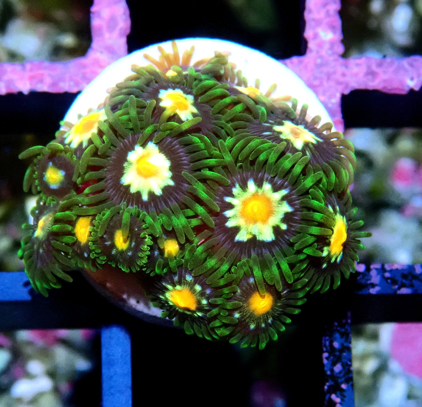 Pin wheel Zoanthid WYSIWYG