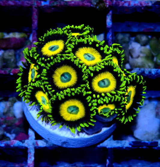 Scrambled Eggs Zoanthid WYSIWYG