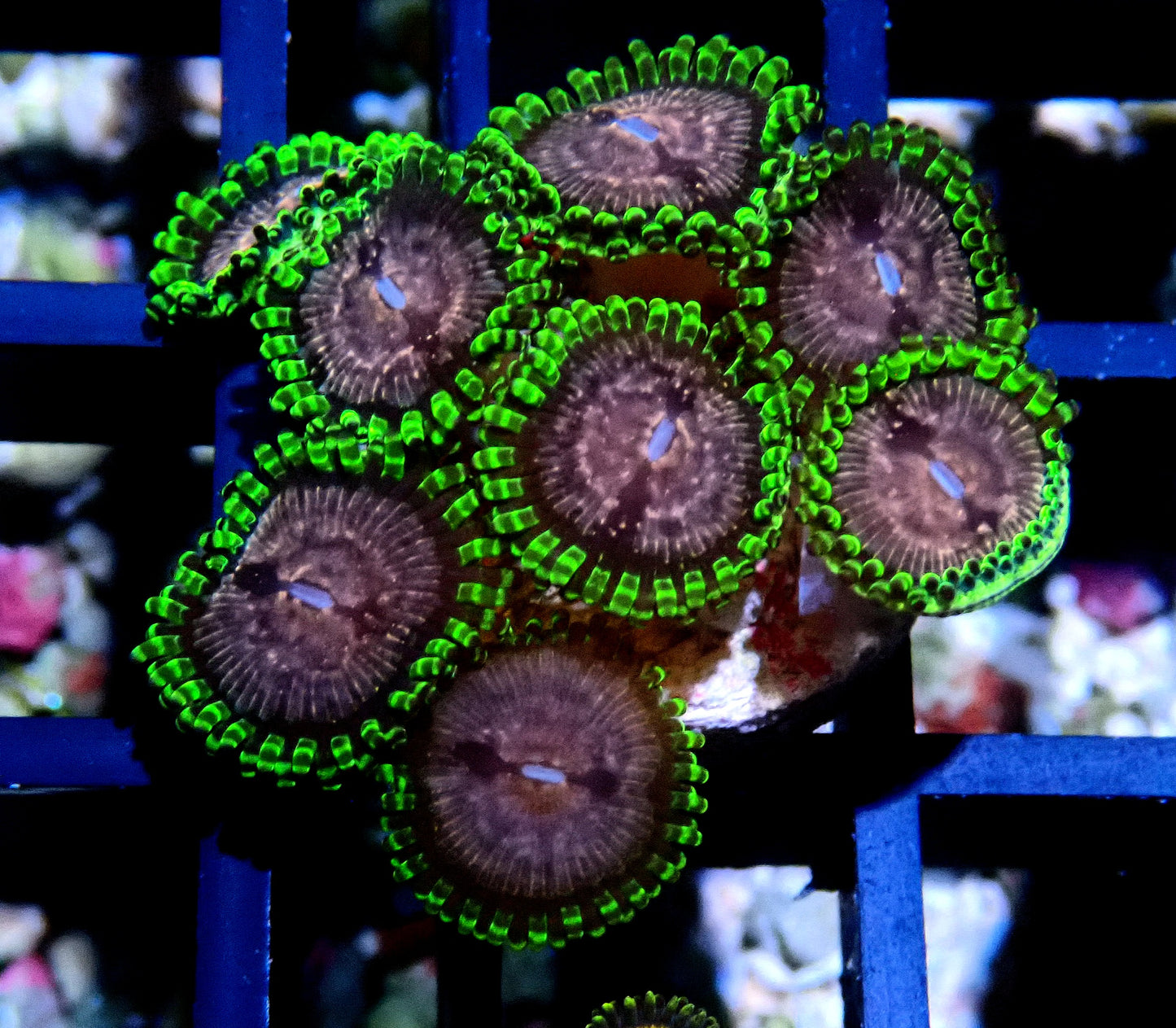 Purple Monster Zoanthid WYSIWYG