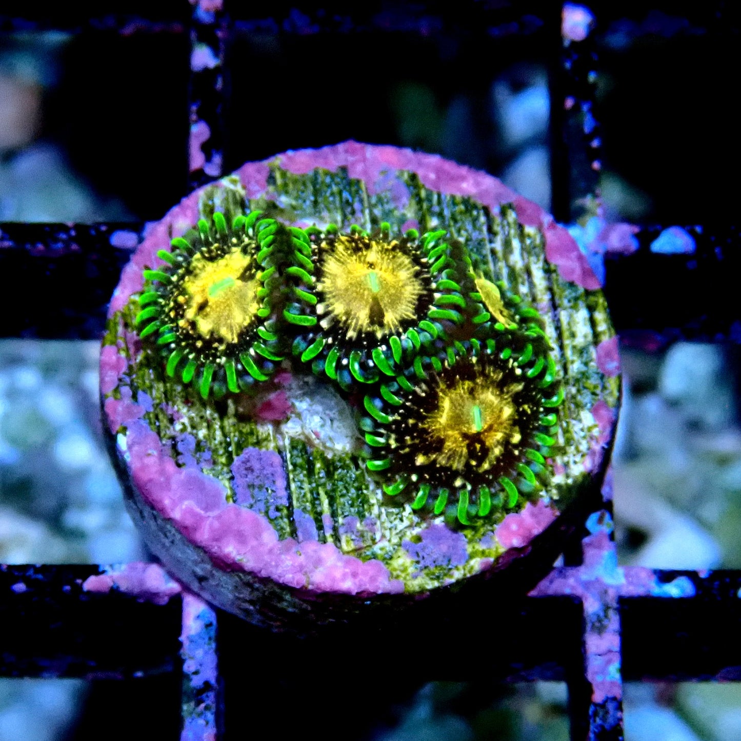 Texas Grim Reaper Zoanthid WYSIWYG