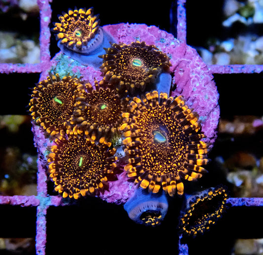 Darth Maul Zoanthid WYSIWYG