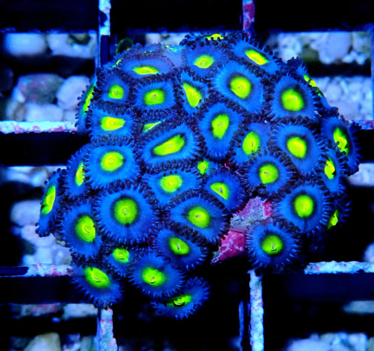 AOI Zoanthid WYSIWYG