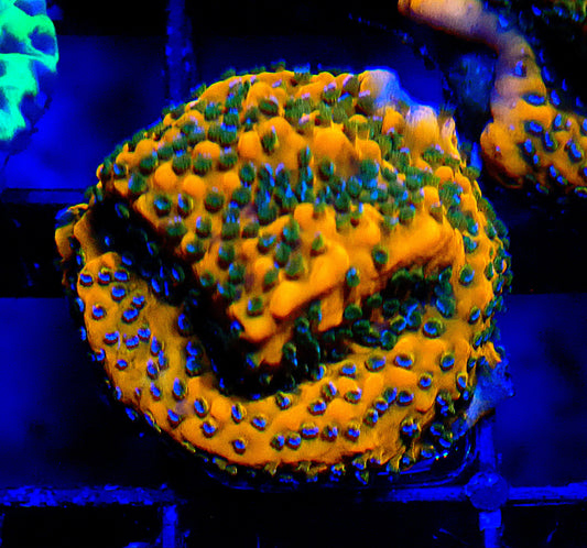 Lava Island Montipora 20mm