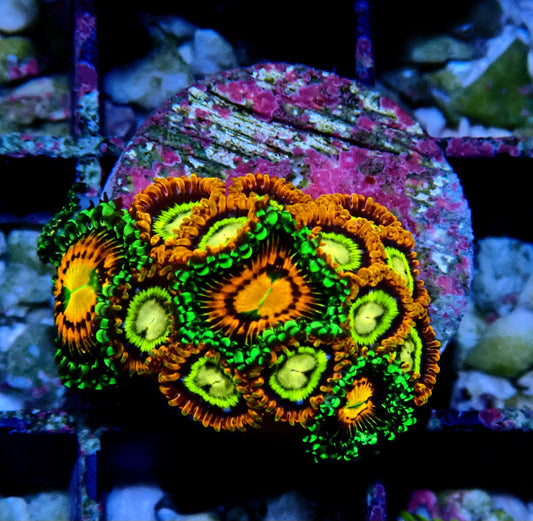 Treehouse of Horrors/Rainbow Incinerator Zoanthid WYSIWYG