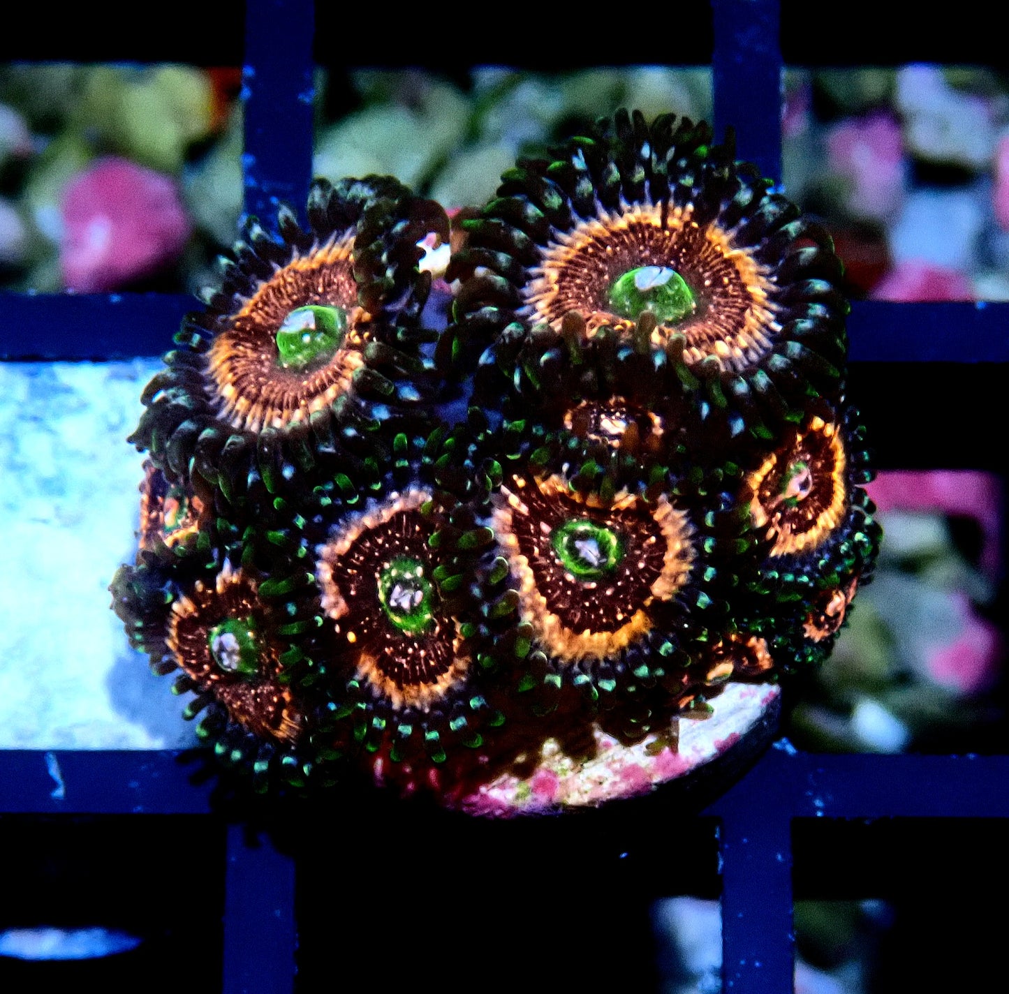 Pink Zipper Zoanthid WYSIWYG