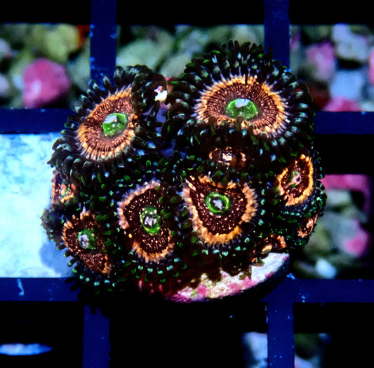 Pink Zipper Zoanthid WYSIWYG