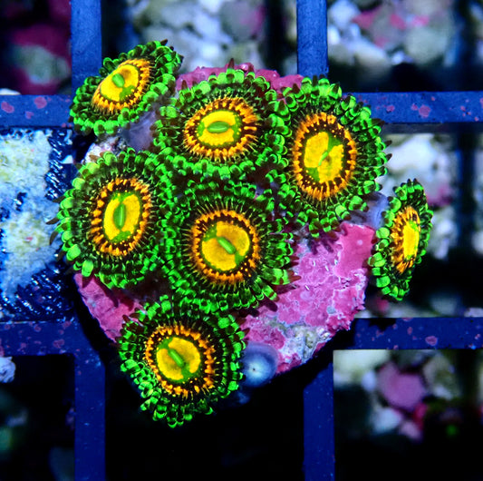 Rainbow Incinerator Zoanthid WYSIWYG