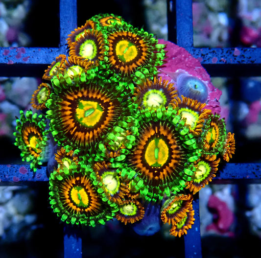 Rainbow Incinerator/Treehouse of Horrors Zoanthid WYSIWYG