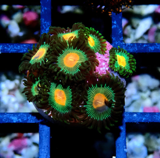 Radioactive Campfire Zoanthid WYSIWYG