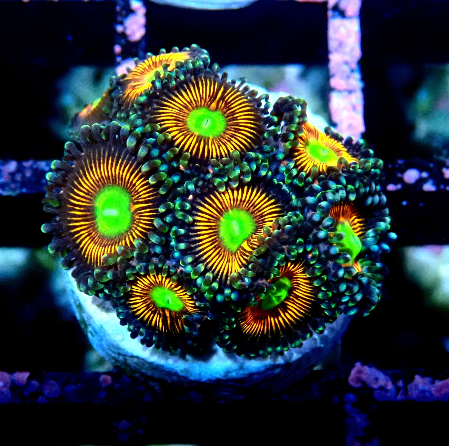 Gobstopper Zoanthid WYSIWYG