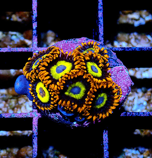 BBEB Zoanthid WYSIWYG