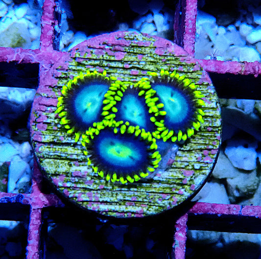 Chameleon Zoanthid WYSIWYG