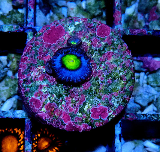 AOI Zoanthid WYSIWYG