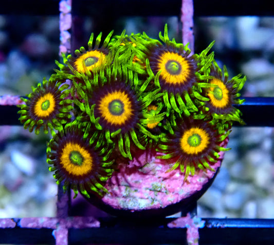 Eagle Eyes Zoanthid WYSIWYG