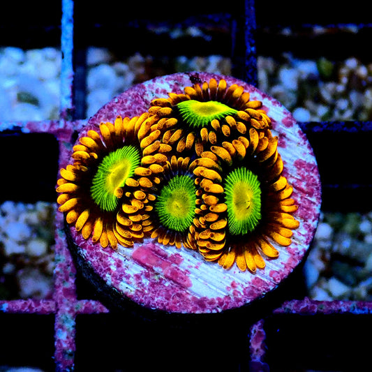 Mandarin Orange WYSIWYG