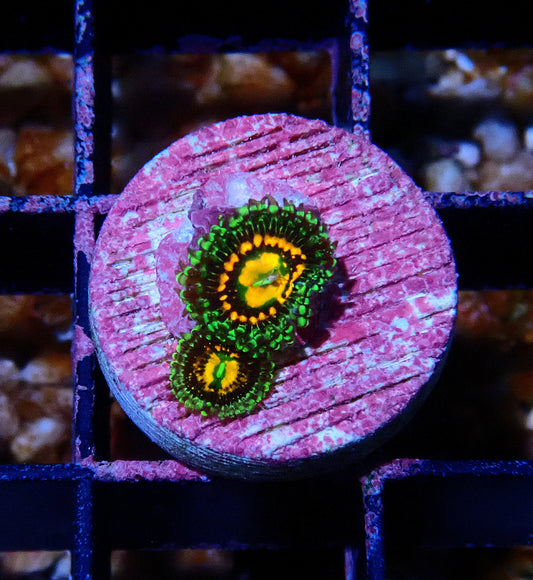 Rainbow Incinerator Zoanthid WYSIWYG