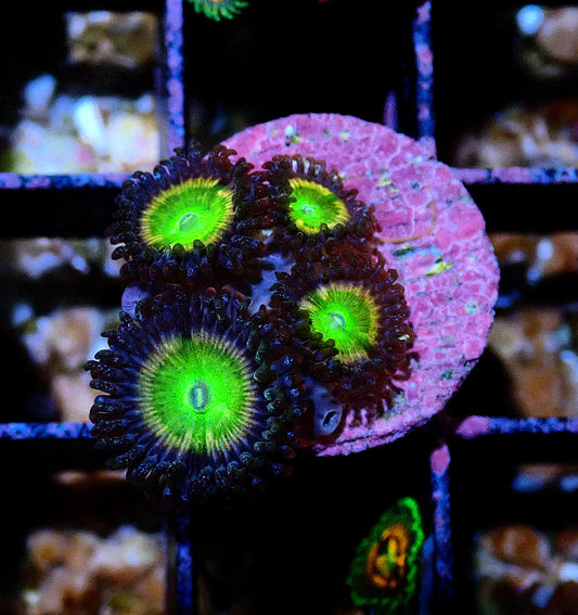 Rainbow Raptor Zoanthid WYSIWYG