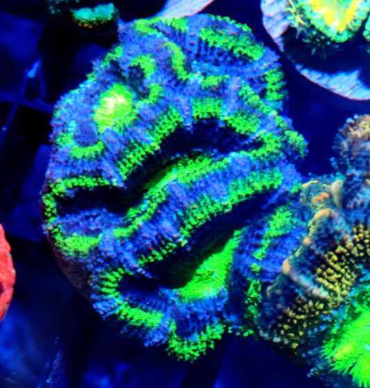 Acan (Micromussa) WYSIWYG