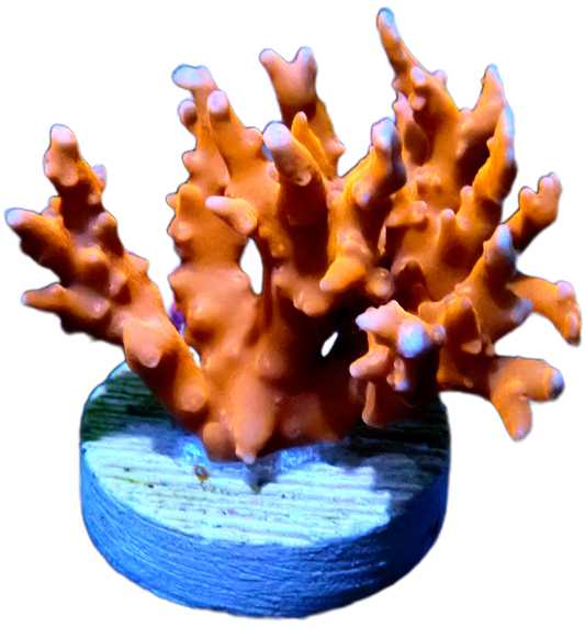 TNT Anacropora - Medium