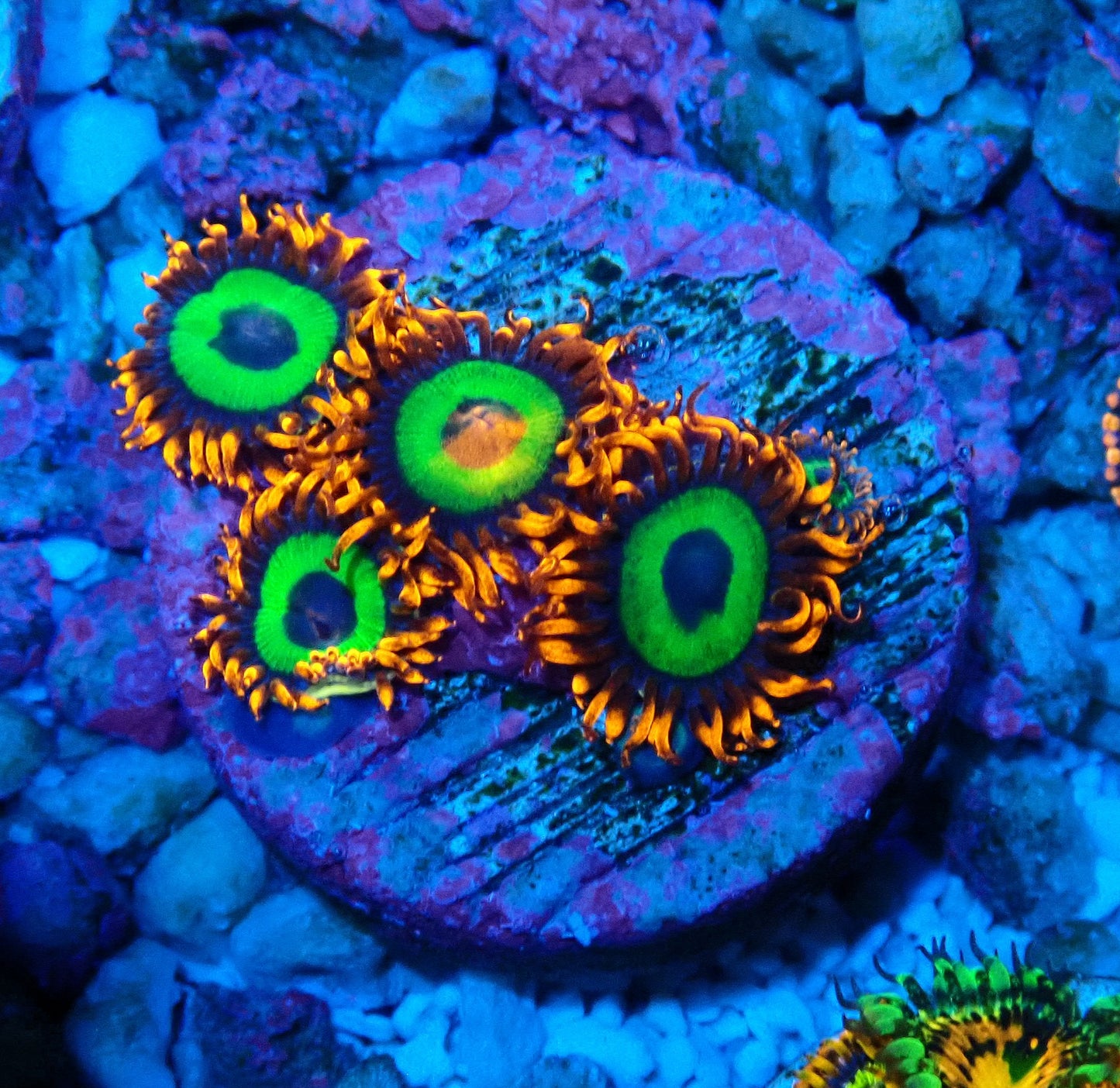 Emerald on Fire Zoanthid WYSIWYG