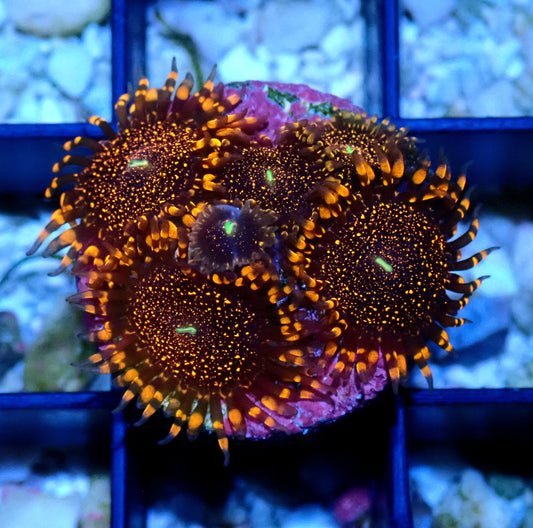 Darth Maul Zoanthid WYSIWYG