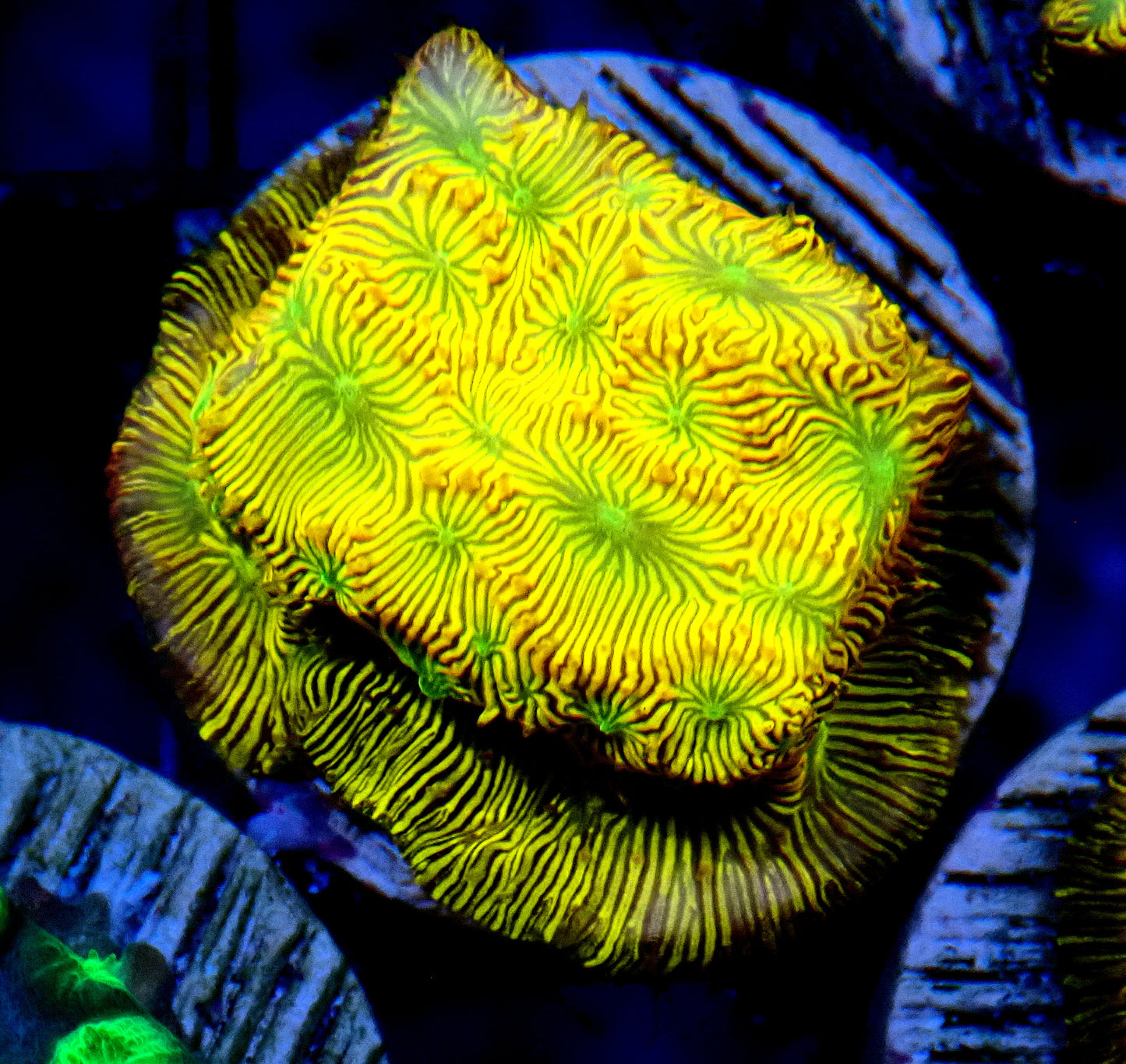 Jack-o-lantern Leptoseris