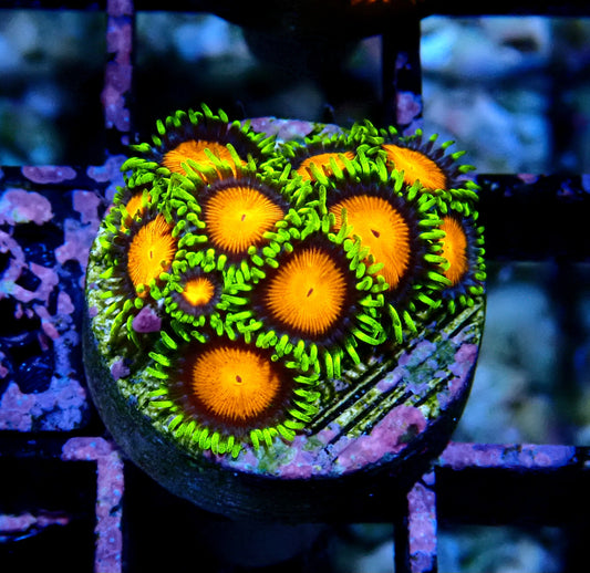 Spongebob Zoanthid WYSIWYG