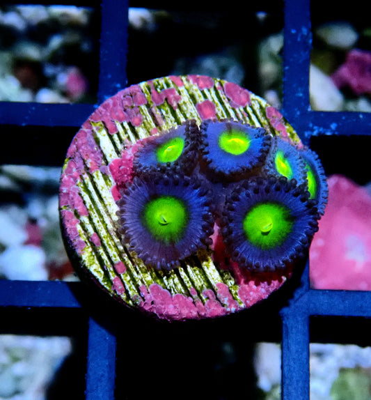 AOI Zoanthid WYSIWYG