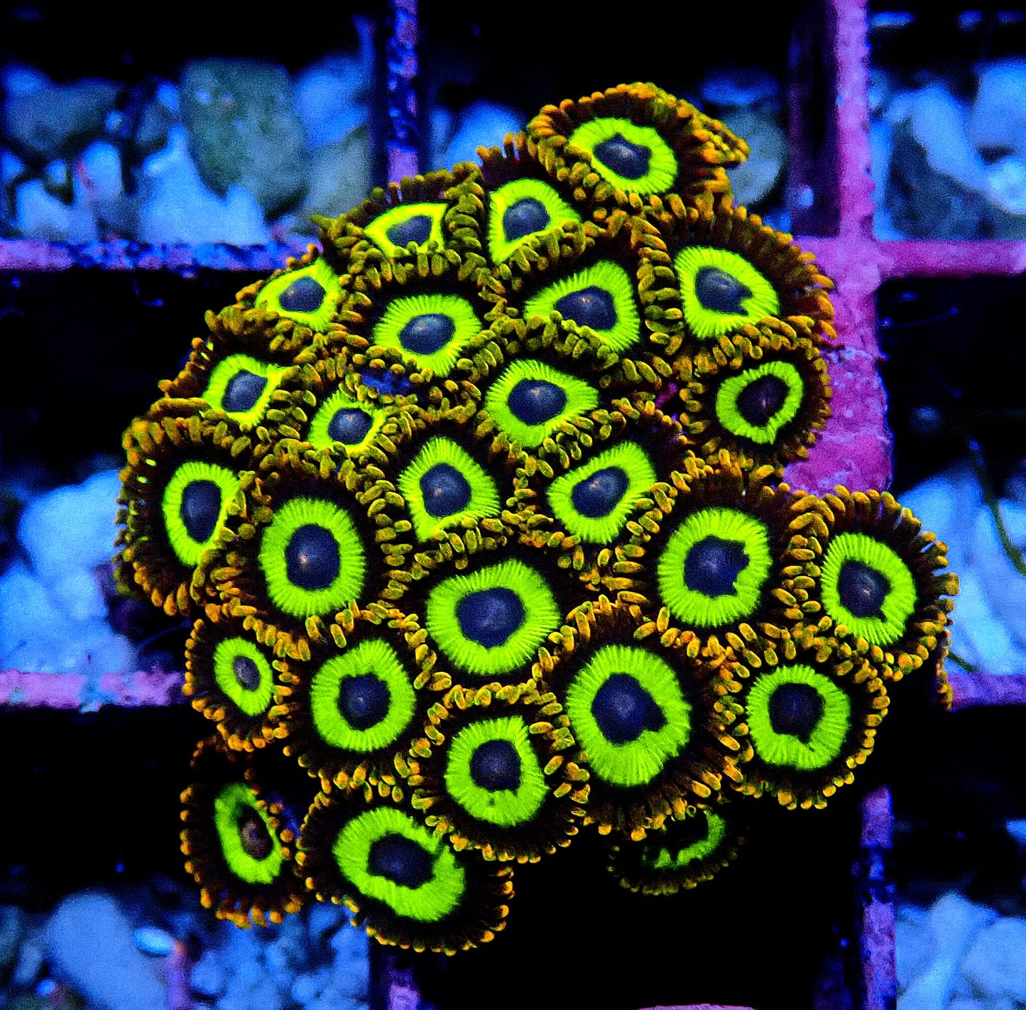 Fruit Loops Zoanthid WYSIWYG