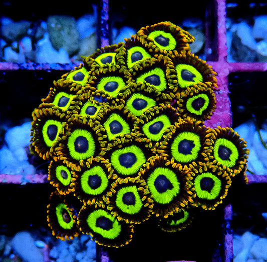 Fruit Loops Zoanthid WYSIWYG