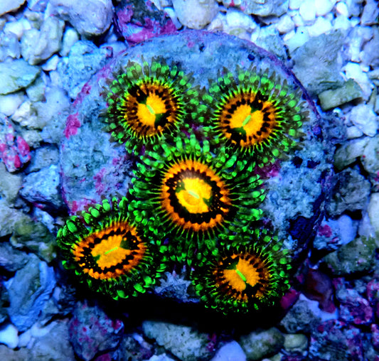 Rainbow Incinerator Zoanthid WYSIWYG