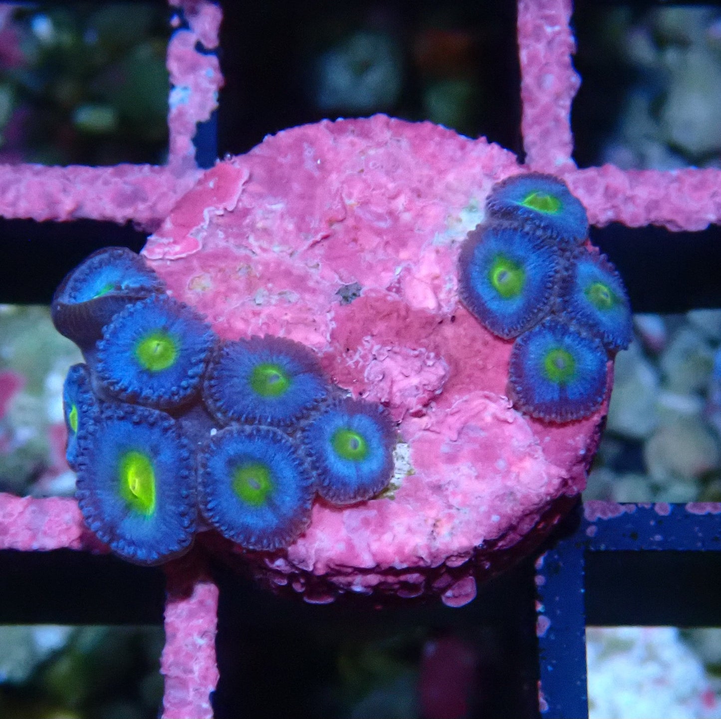 AOI Zoanthid WYSIWYG