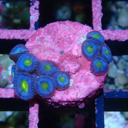 AOI Zoanthid WYSIWYG