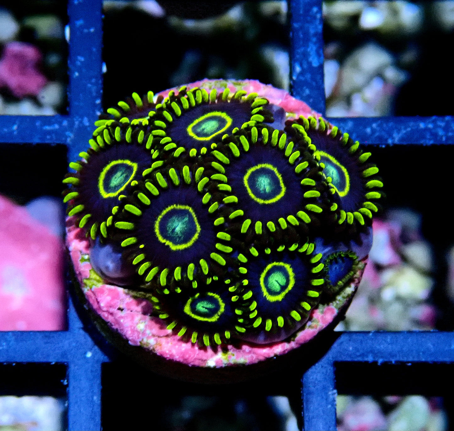 Blue Hornet Zoanthid WYSIWYG