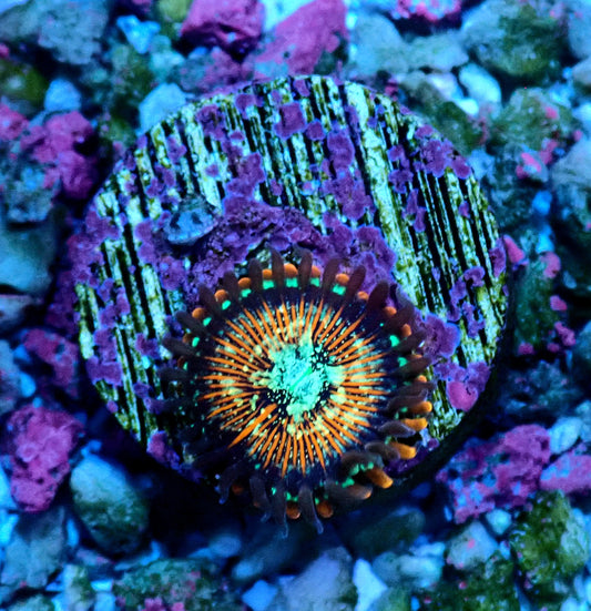 Magician Zoanthid WYSIWYG