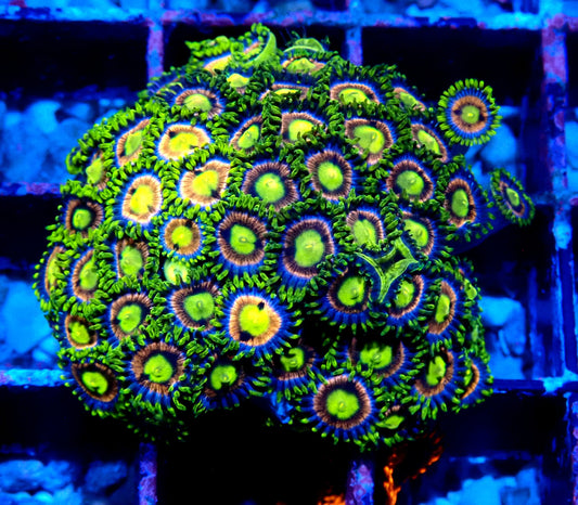 Crayola Zoanthid WYSIWYG