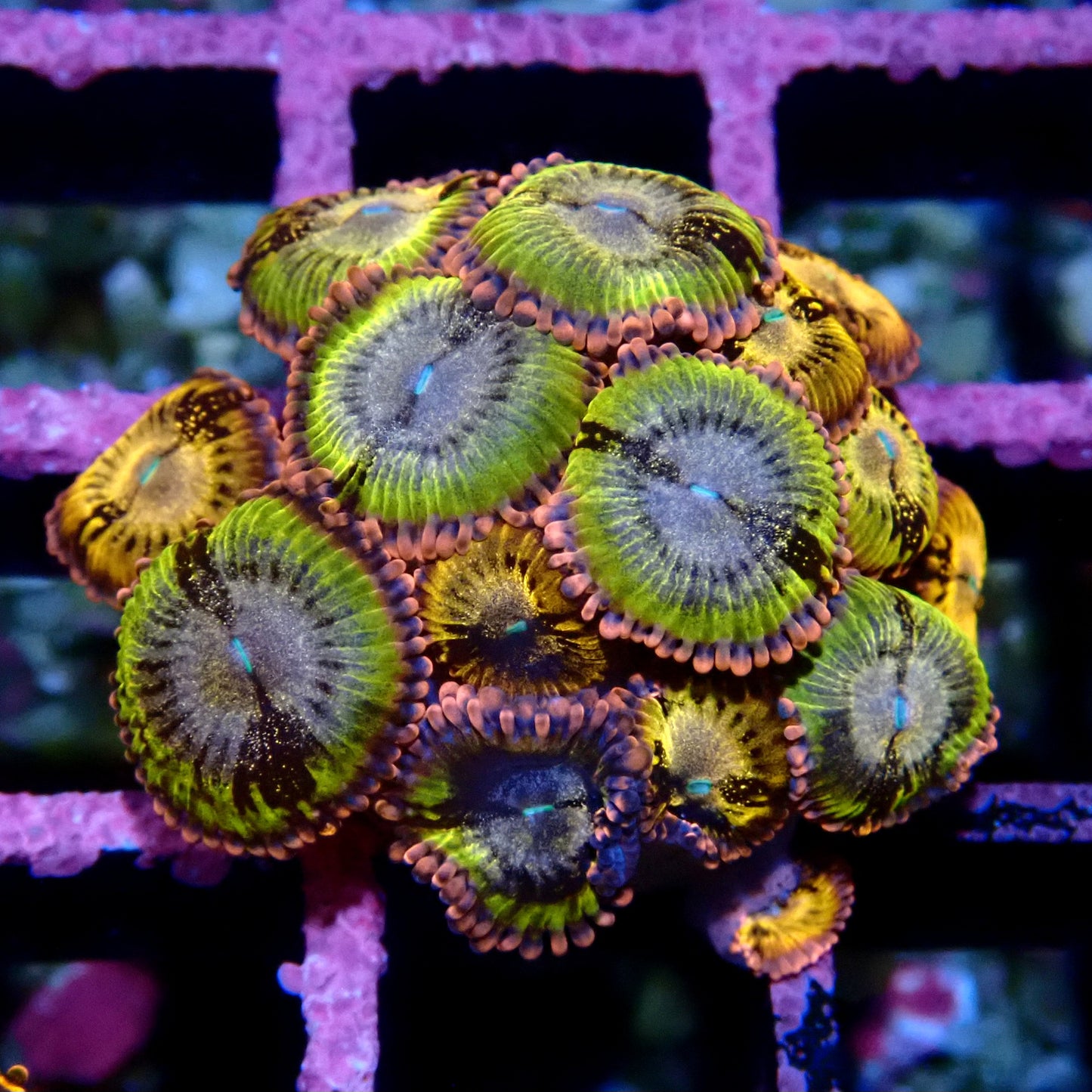 Sakura Sunrise Zoanthid WYSIWYG