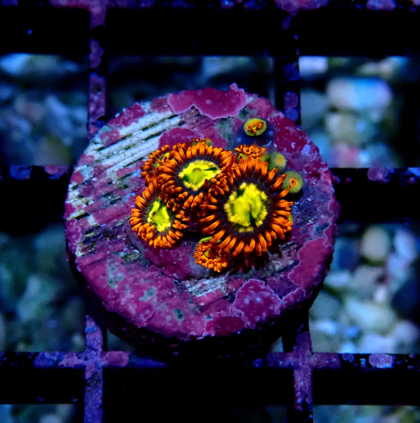 Flaming Sun Zoanthid WYSIWYG