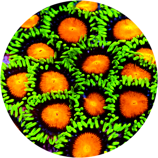 Spongebob Zoanthid - 5 Polyps