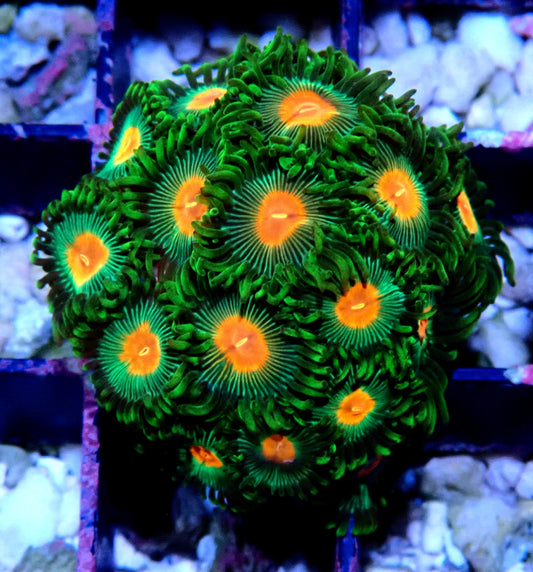 Radioactive Campfire Zoanthid WYSIWYG