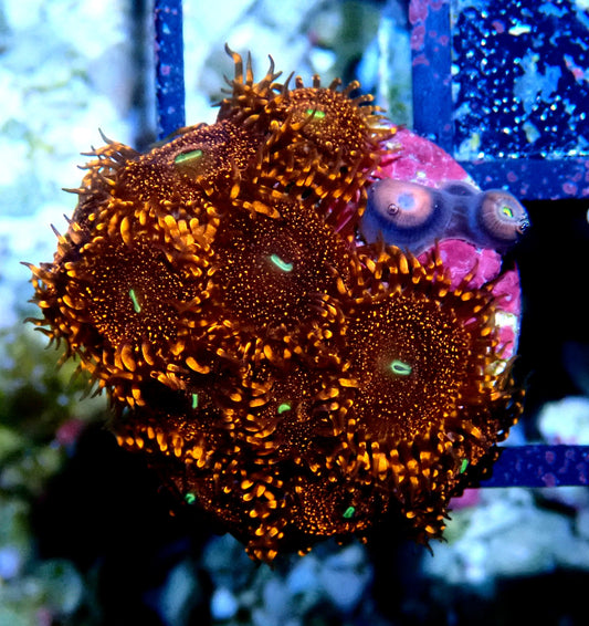 Darth Maul Zoanthid WYSIWYG
